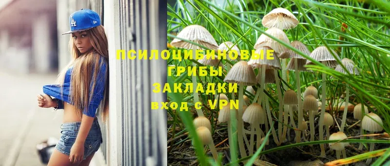 darknet клад  Чита  Псилоцибиновые грибы Psilocybine cubensis  мега рабочий сайт 